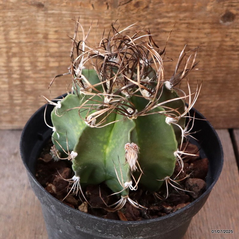 D4957 ASTROPHYTUM CAPRICORNE pot14-H11-W13 cm MaMa Cactus