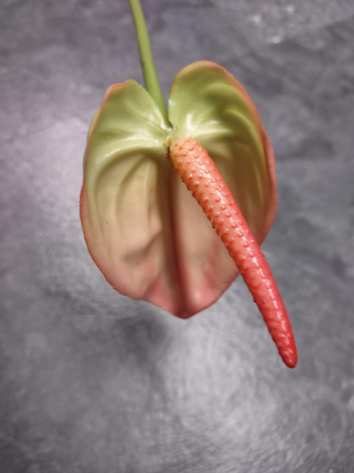 SIX MinI Anthurium stem cream/pink. Tropical stems Hawaiian flowers .