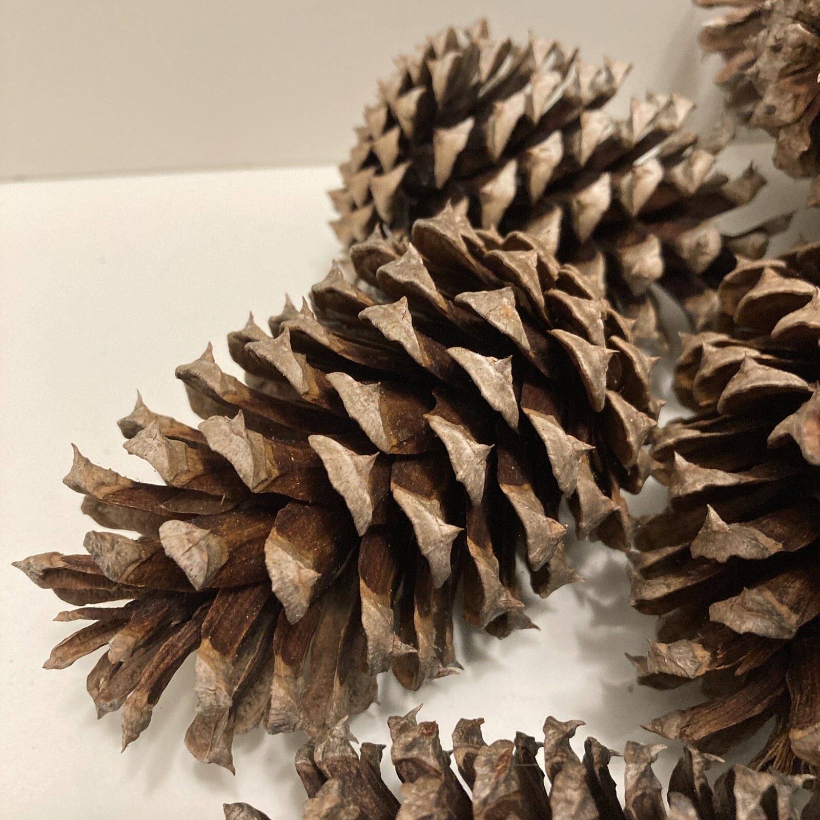Pine Cones – 20 Freshly-collected in TN – 3 to 4.5 inches long -DECOR Crafts DIY