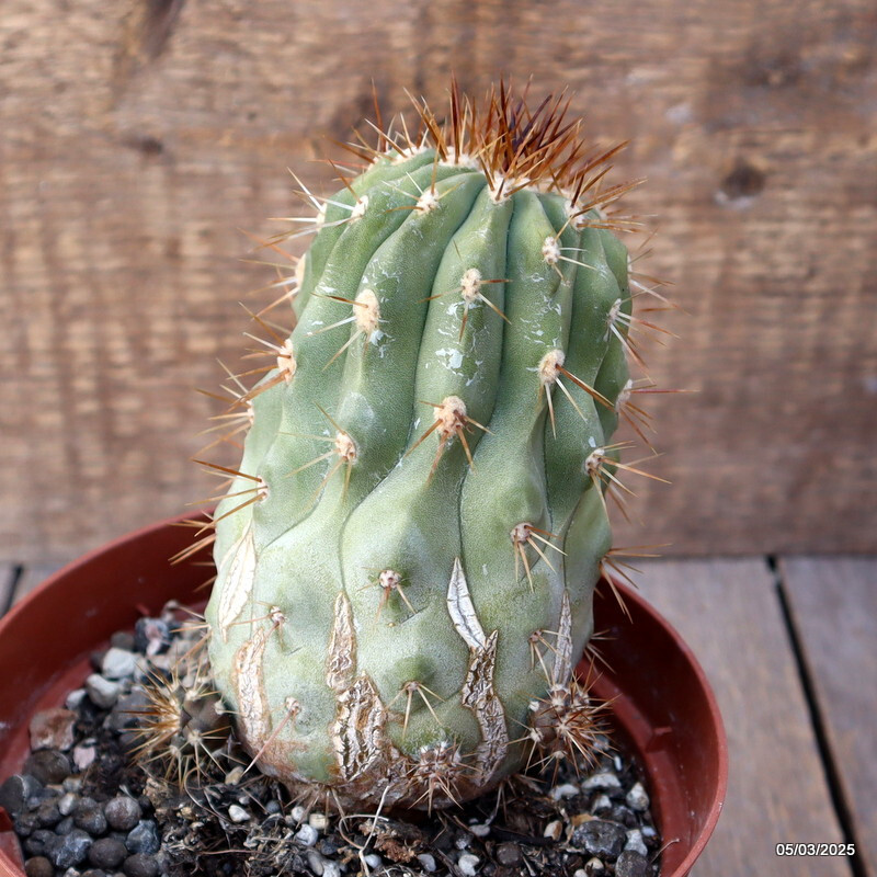 D2083 COPIAPOA HASELTONIANA GIGANTEA 15 YEARS OLD pot14-H8-W8 cm MaMa Cactus