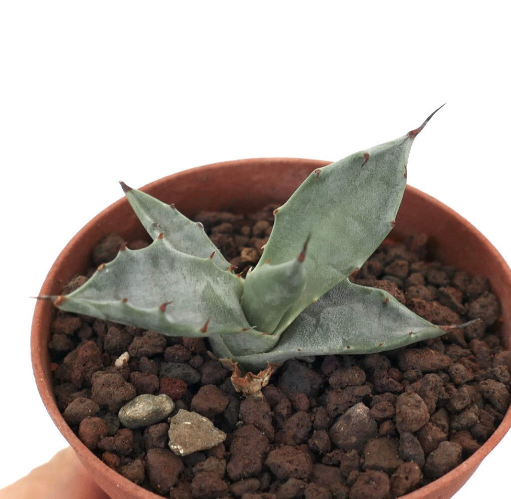 Agave colorata SELECTED C249 – Mescal Ceniza | Ash Agave