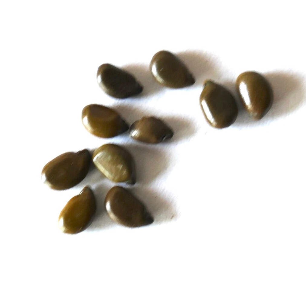 Cassia corymbosa SEEDS – Butterfly bush | Argentine senna