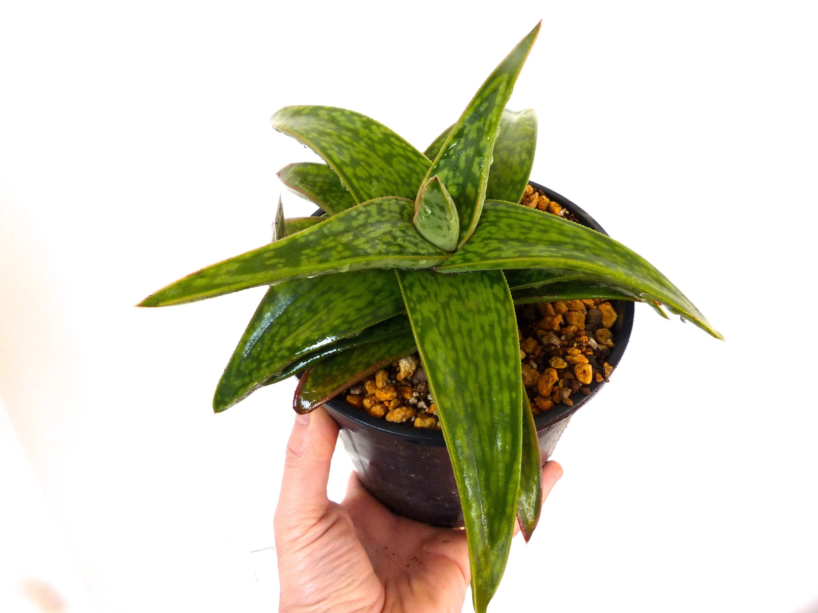 Gasteria cv MUMBA (ex Specks Nursery EXOTICA) 4-10cm –