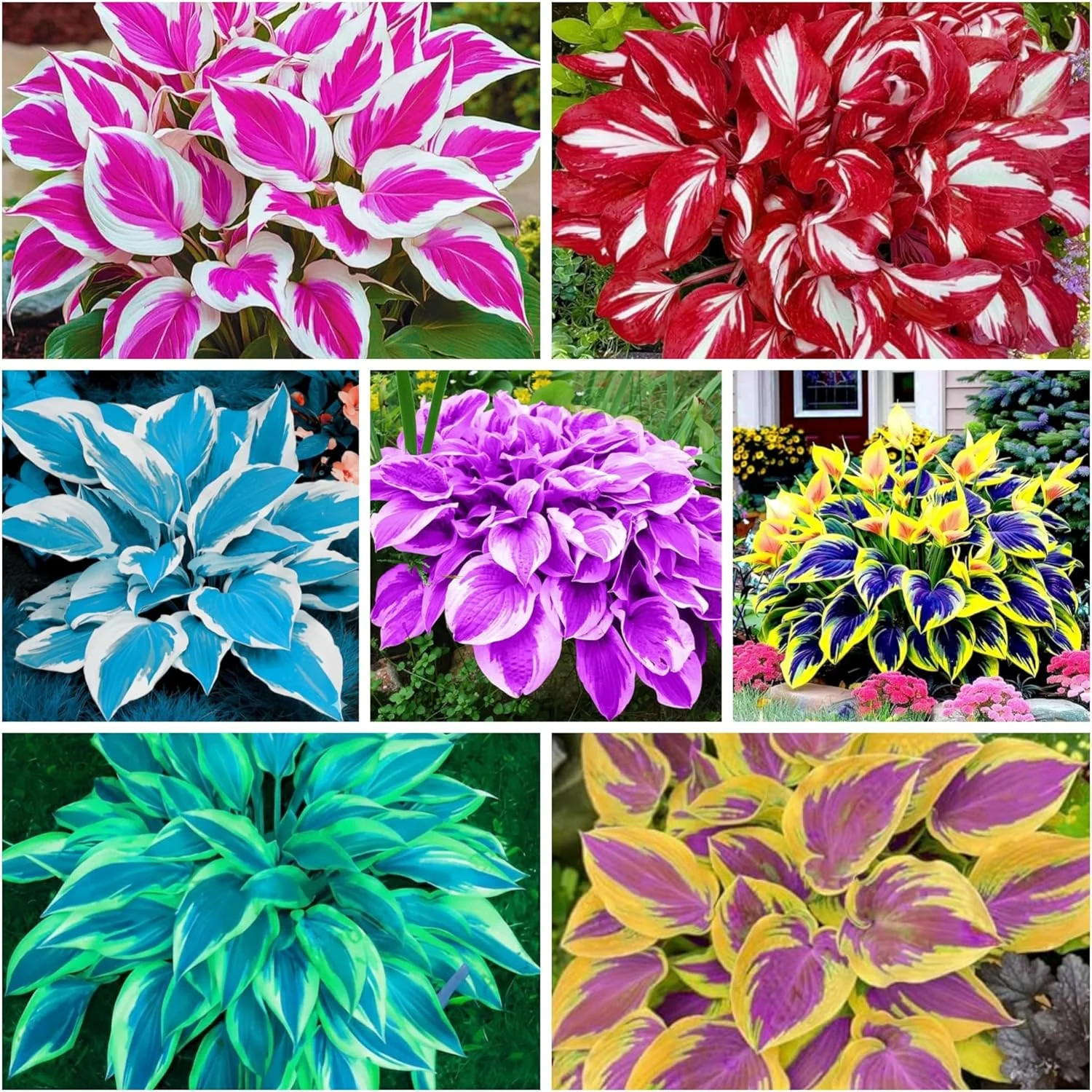400+ Perennial Rare Hosta Seeds Heart-Shaped Hosta Bare Roots – Rich Foliage, He