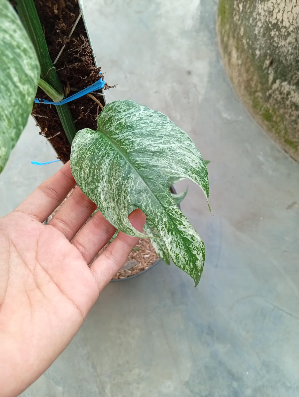 Real Picture Epipremnum Devil Monster Variegated