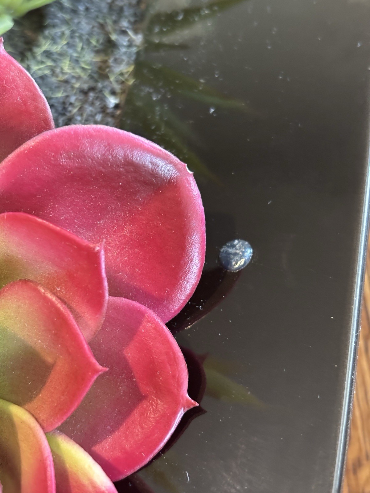 Pier 1 Imports Faux Succulent & Black Glass Organic Arrangement Retired