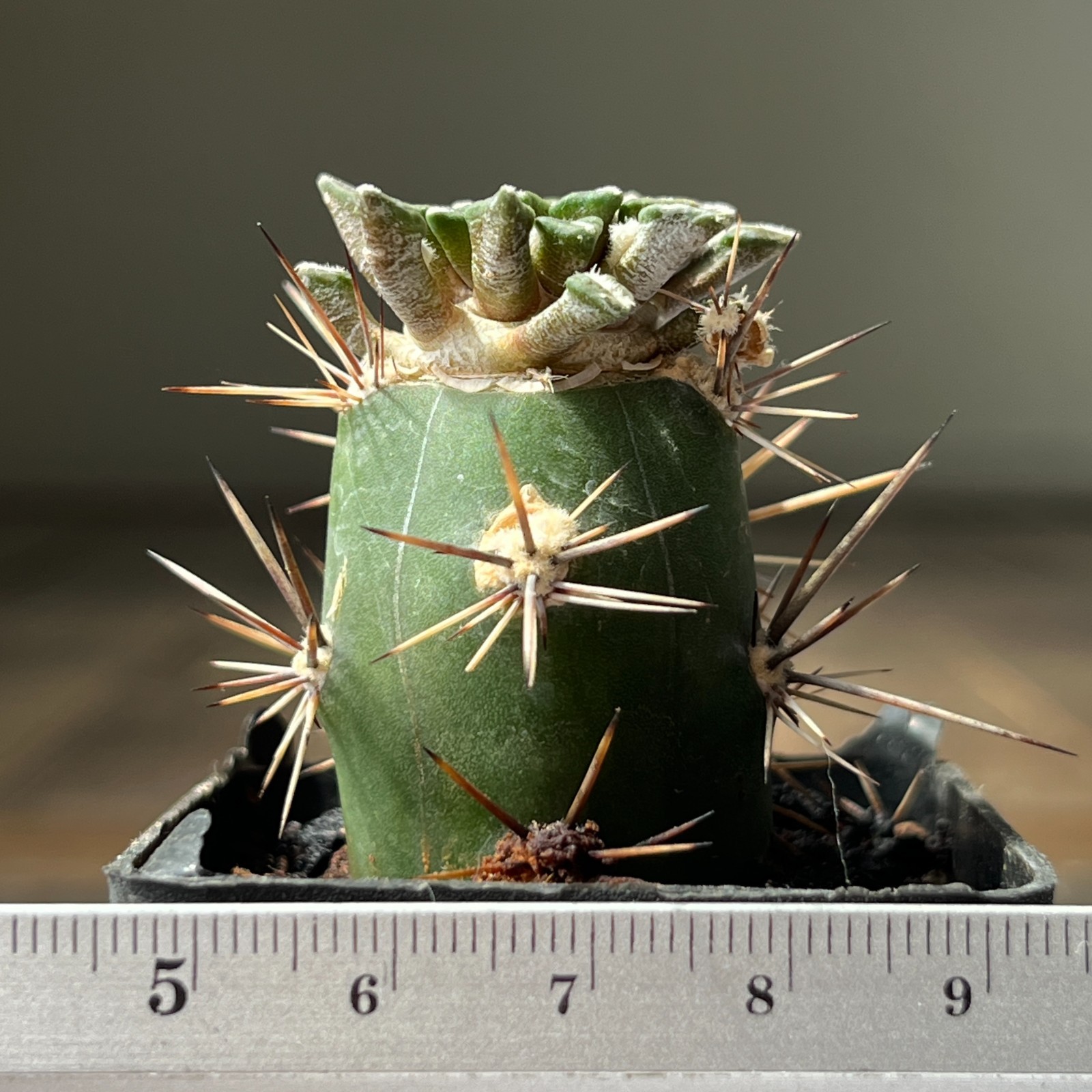 A9-4325 Cactus kotschoubeyanus, VM285, Huizache, SLP, grafted