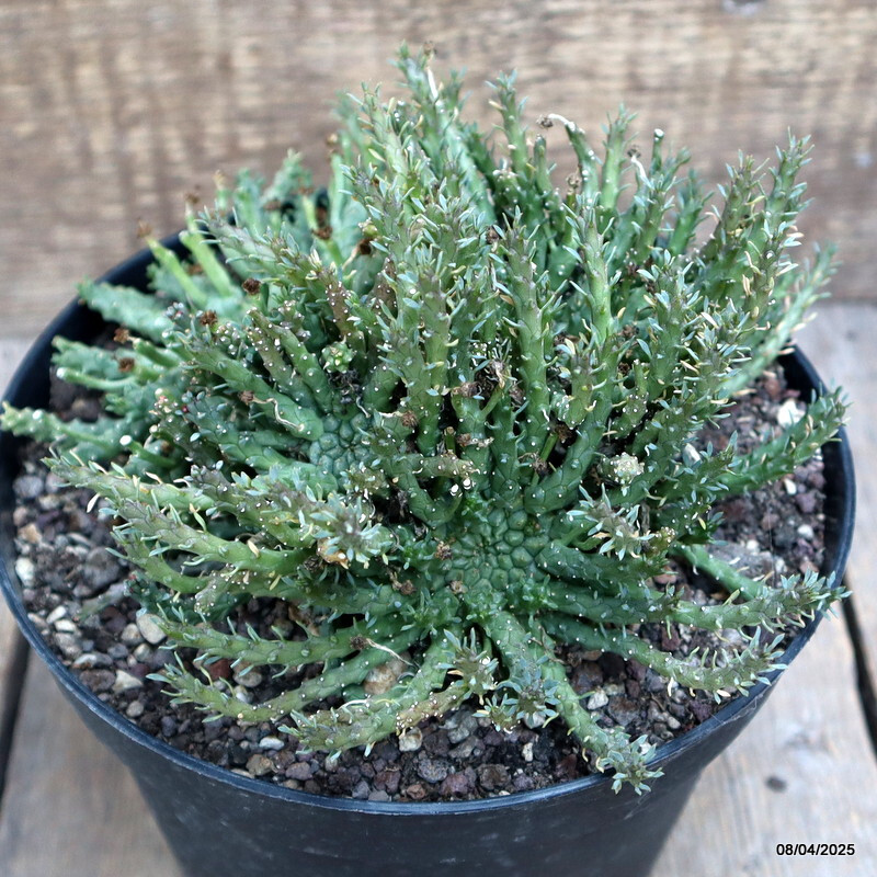 D313 EUPHORBIA GORGONIS MULTIHEADS pot18-H12-W19 cm MaMa Cactus