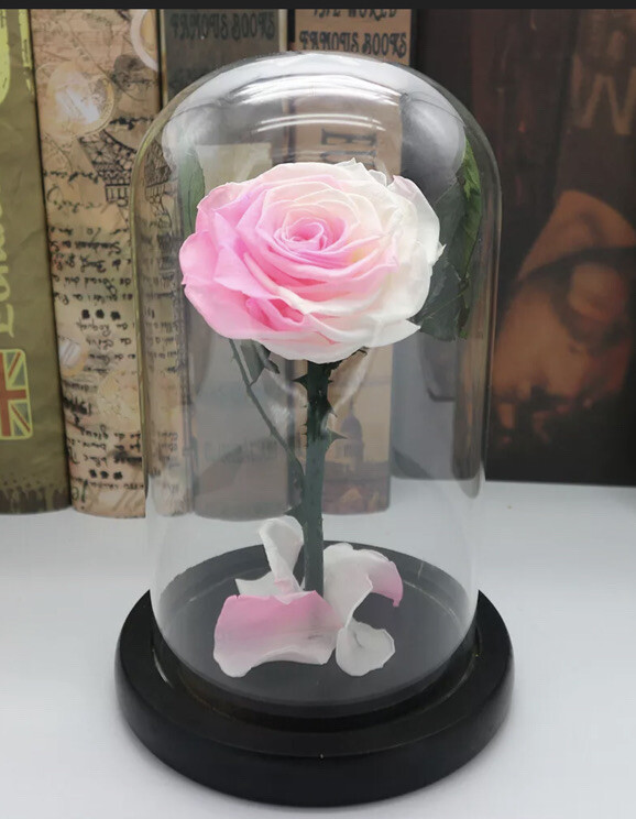 Preserved Pink Rose Flower Immortal in Glass Forever Fresh Rose Flower Eternal