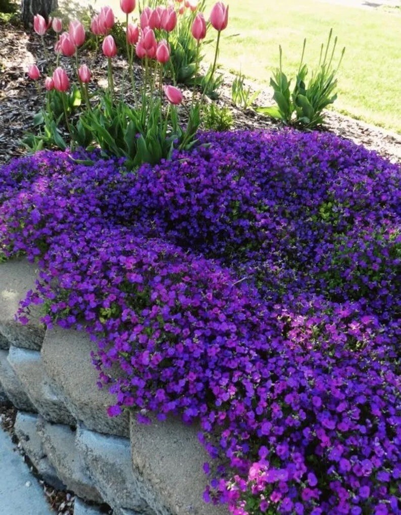 250 Pcs Cute Purple Rockcress Flower Seeds