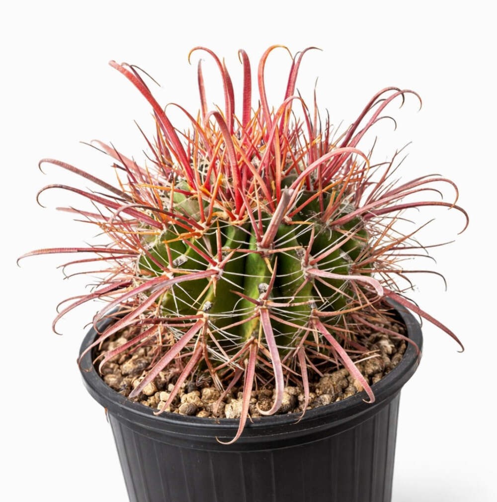 Ferocactus peninsulae SEEDS – Rare Cactus SEEDS