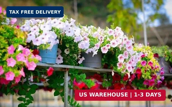 5000+ Petunia Seeds – Mixed Rainbow Color, Bonsai, Grandiflora Flowers, 1500 mg