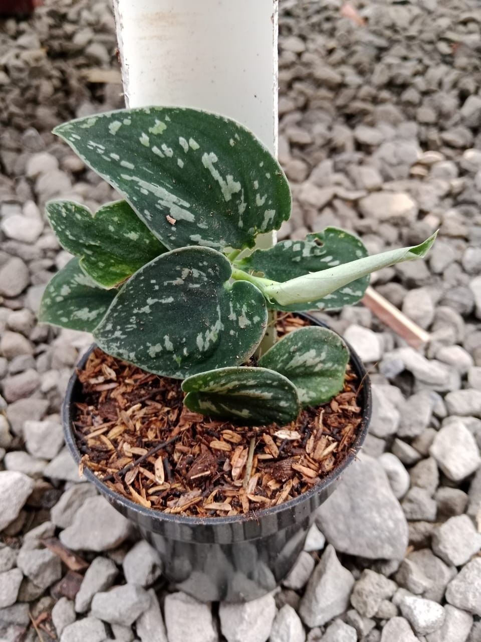 Scindapsus Pictus Rare Satin Pothos Plant | Silver Splash Scindapsus