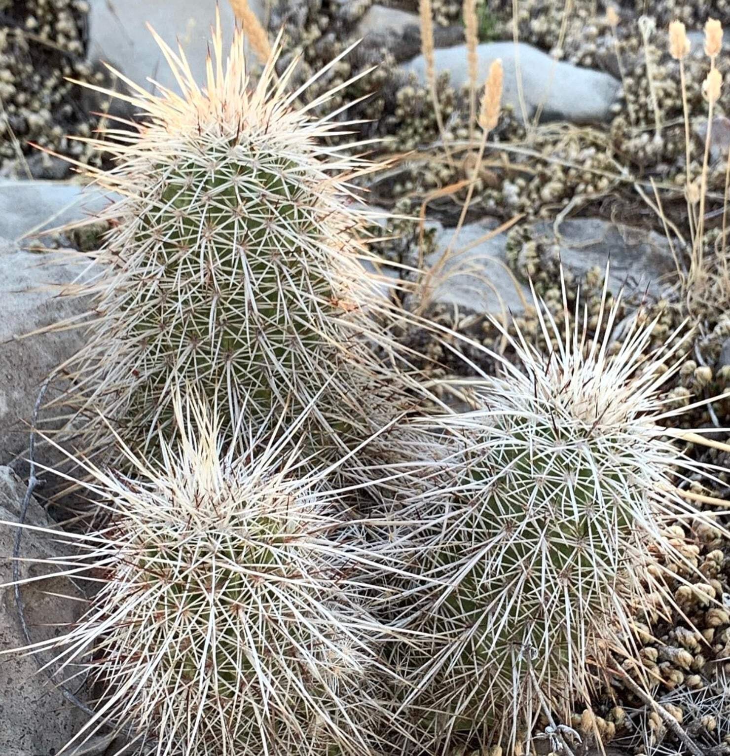 Echinocereus apachensis SEEDS – Rare Cactus SEEDS