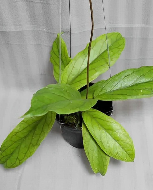 Hoya Cv Golden Eye Rare Plant