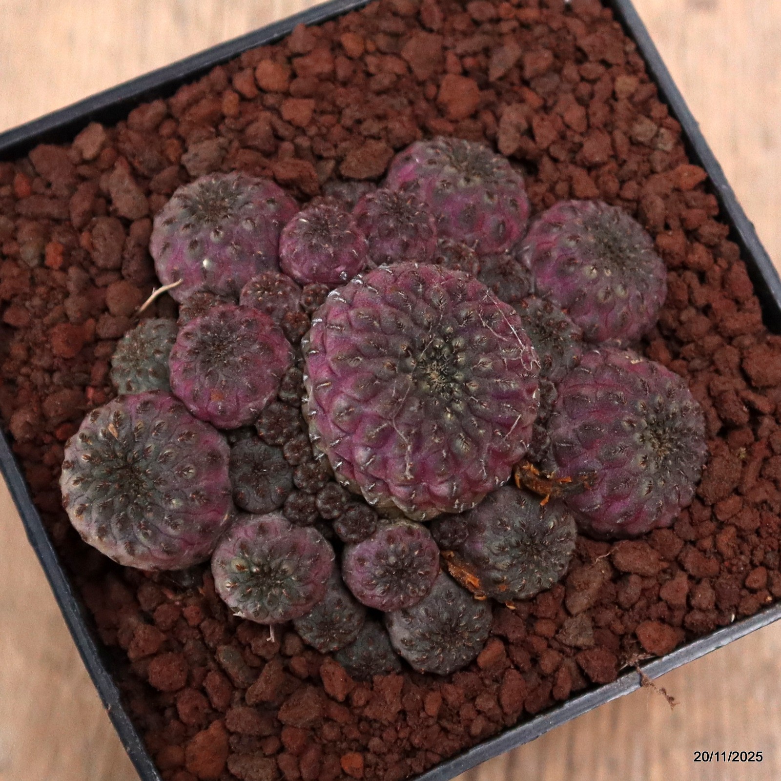 D7472 SULCOREBUTIA RAUSCHII VIOLACIDERMIS pot10-H5-W9 cm MaMa Cactus