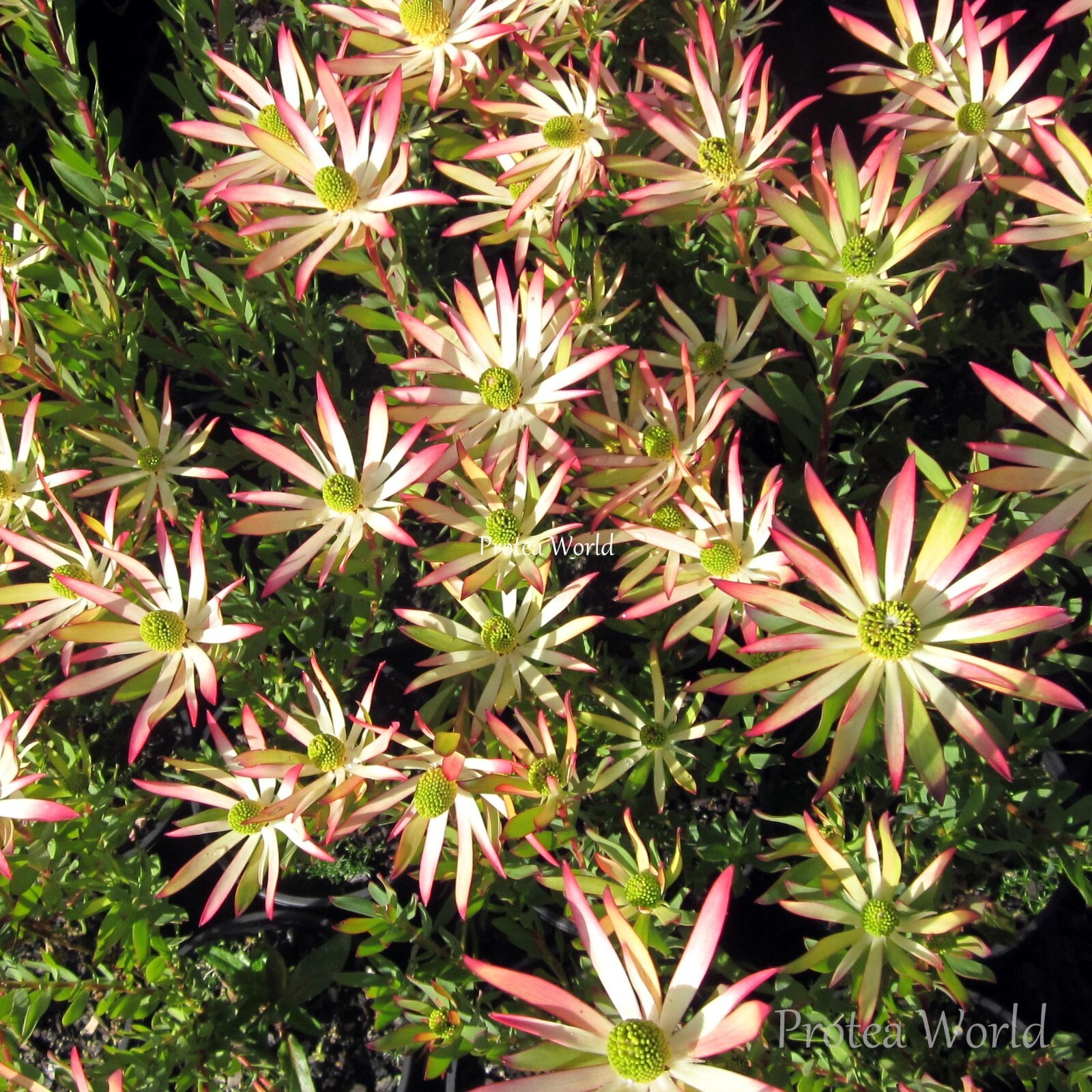 Artificial vintage star protea stems