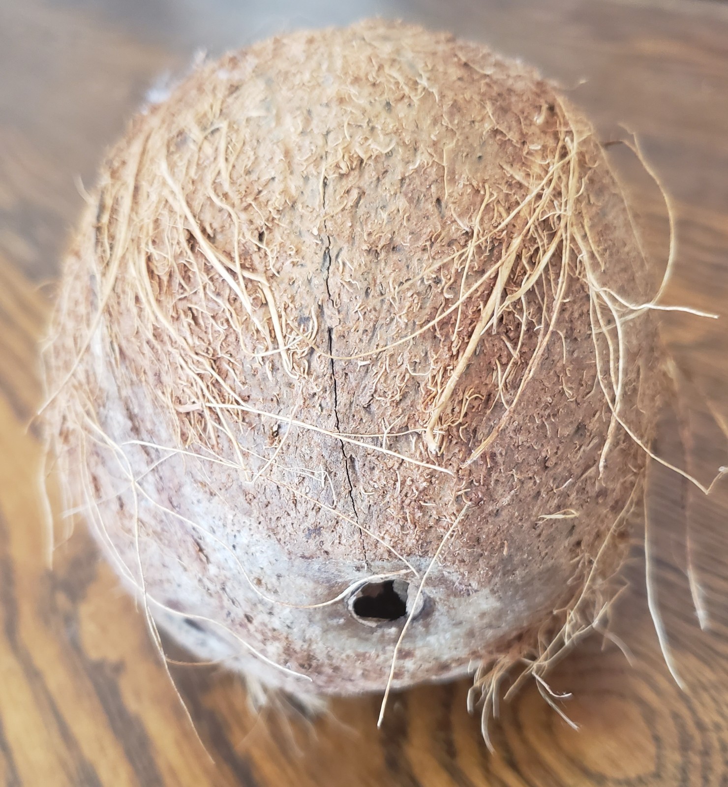 Unusual Natural Dried Coconut Shell Whole Husk Rustic Tiki Decor & Crafts