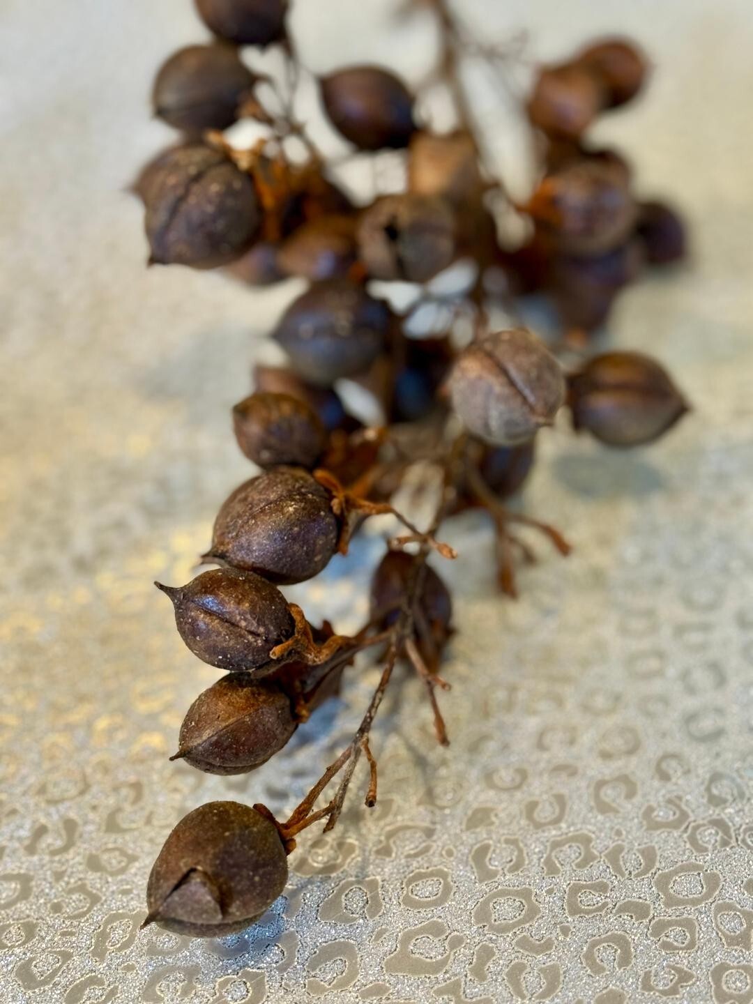 All natural dry seed pods for decoration, floral arrangements, wreaths, ornament
