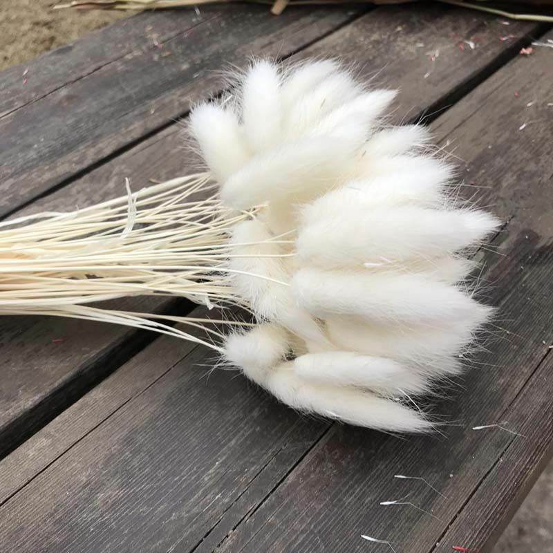 35-40CM 50PCS Dry Bunny Tail Grass Dried Natural Flower Rabbittail DIY Decor NEW