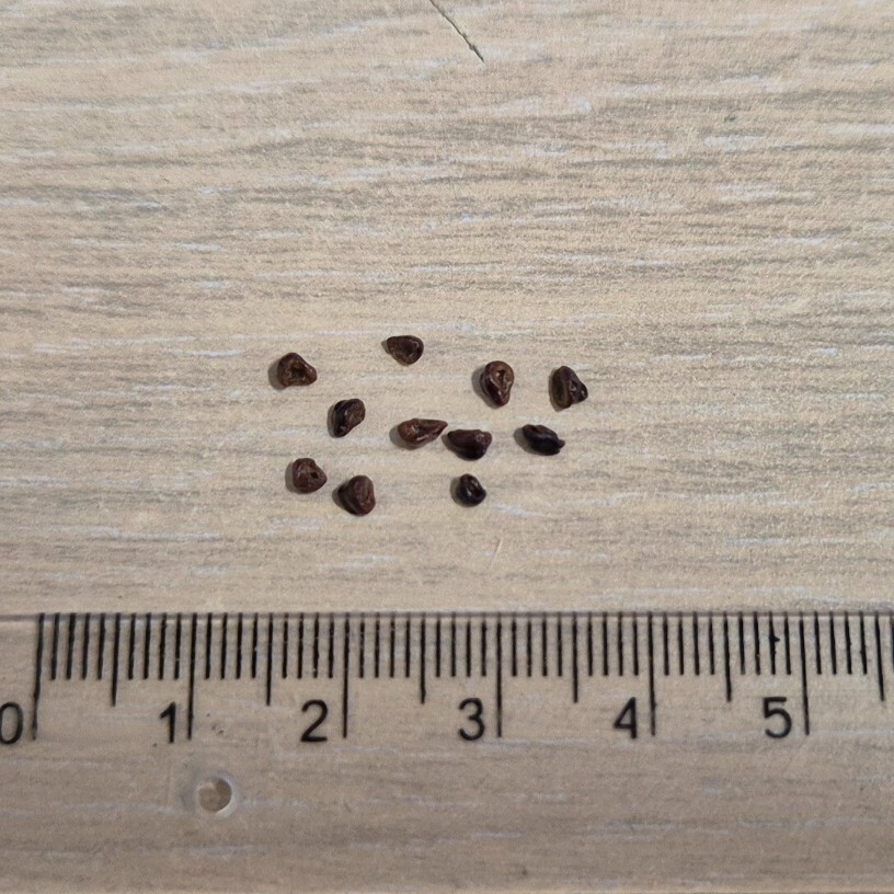Astrophytum asterias ‘Shinshowa’ F2 10seeds harvest 2025