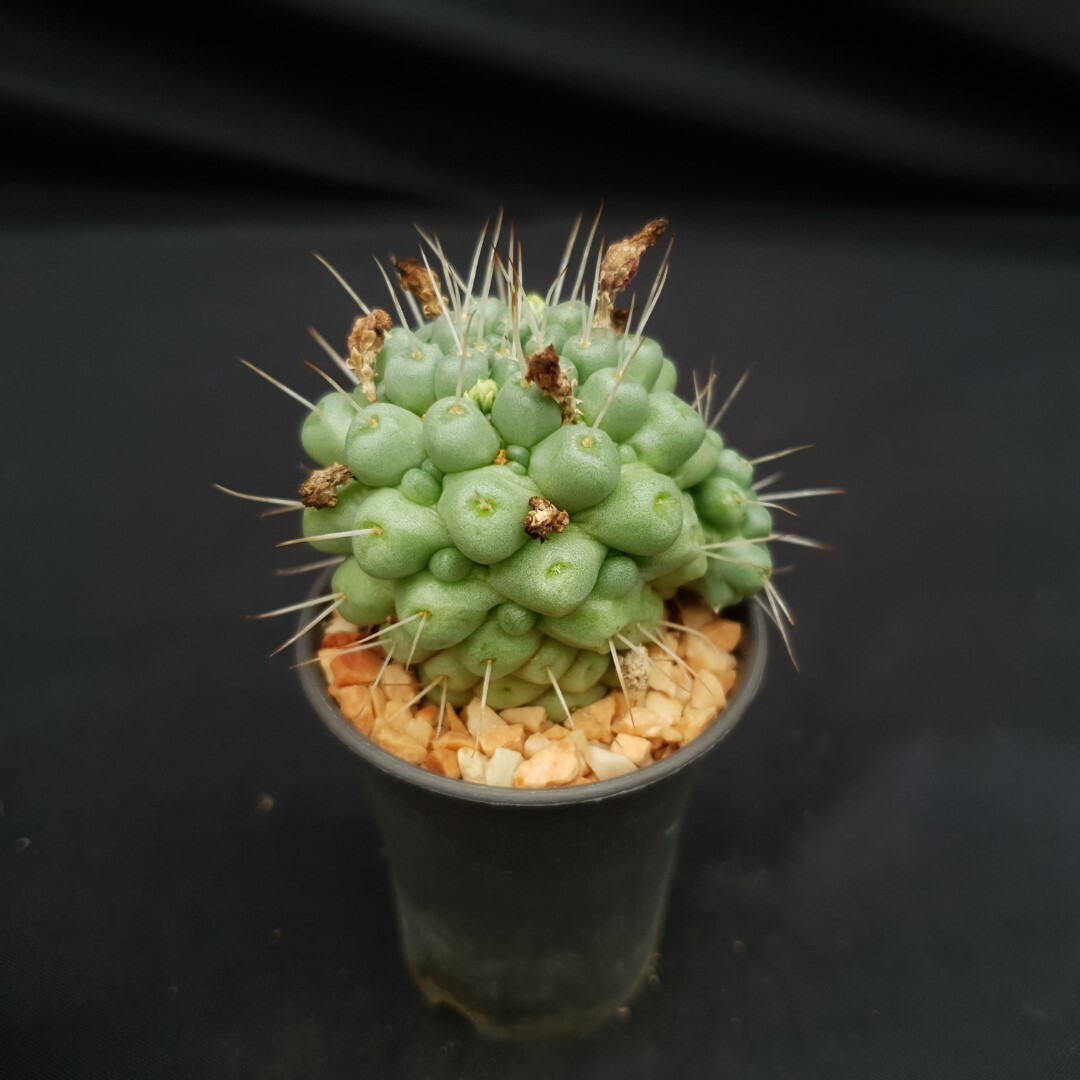 H20: Mammillaria schumannii