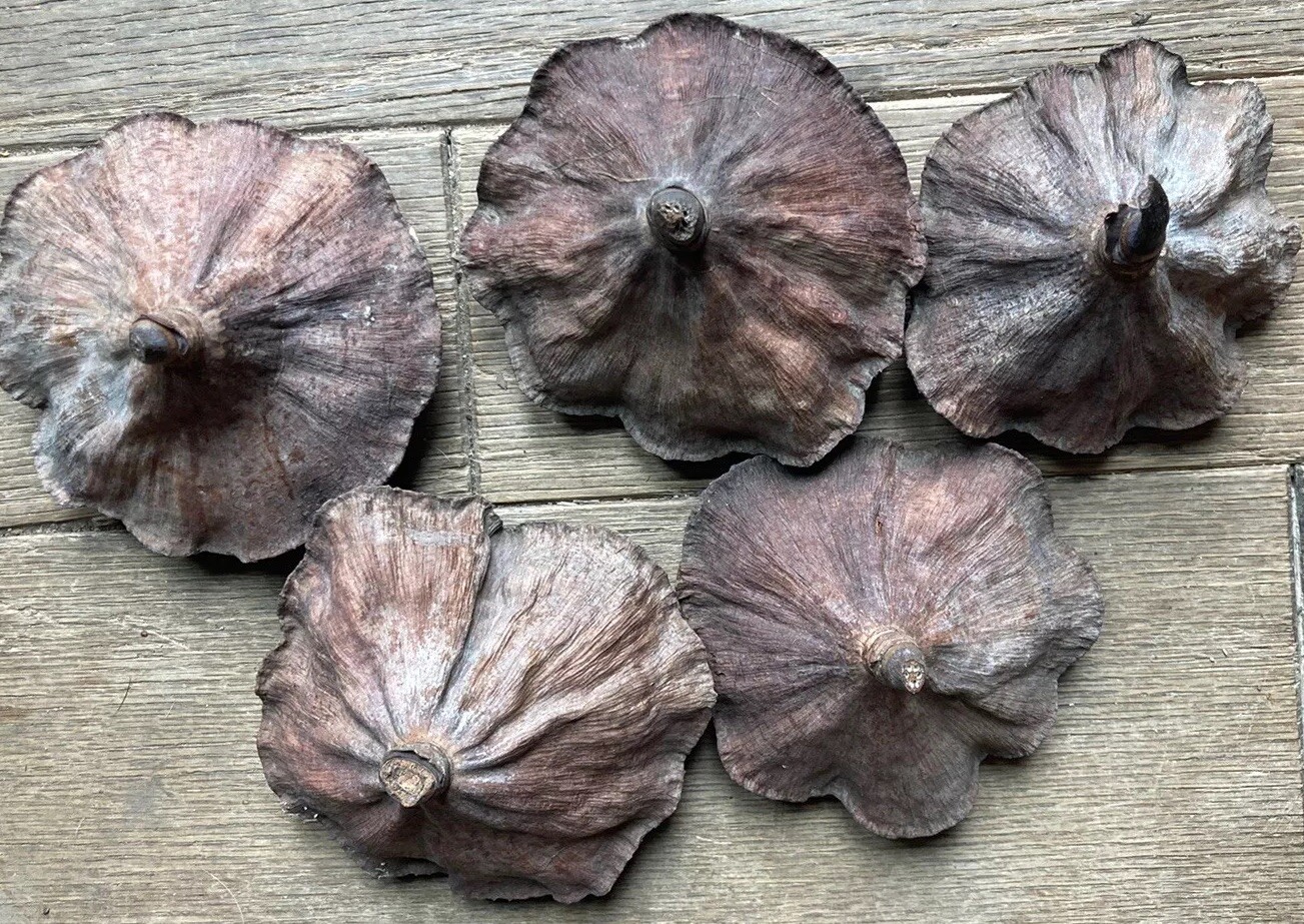 5 Dried Lotus Seed Pod Heads 3” Florist Wreath Decor Aquarium Habitat From USA