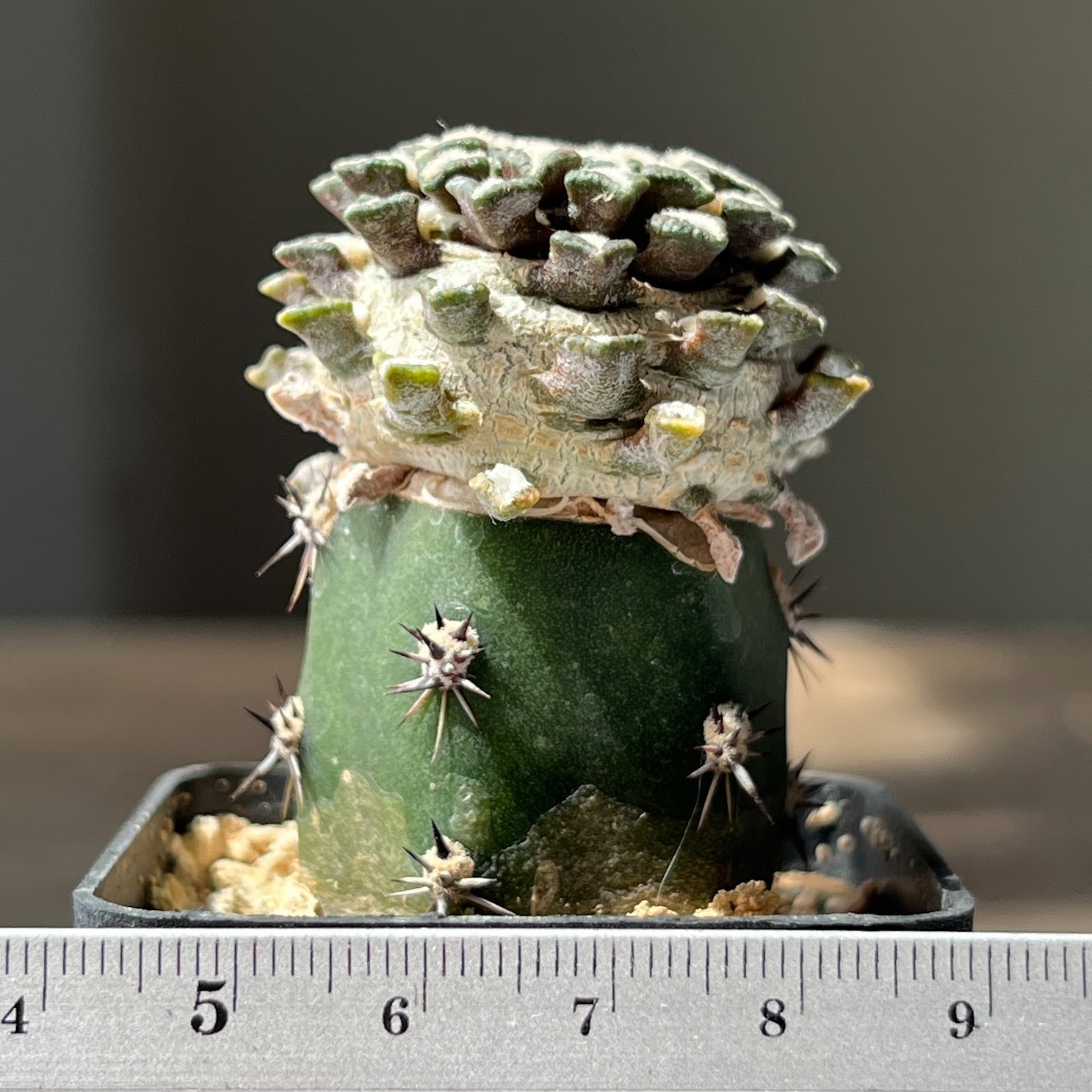 A56-1490 Cactus kotschoubeyanus, VM285, Huizache, SLP, grafted