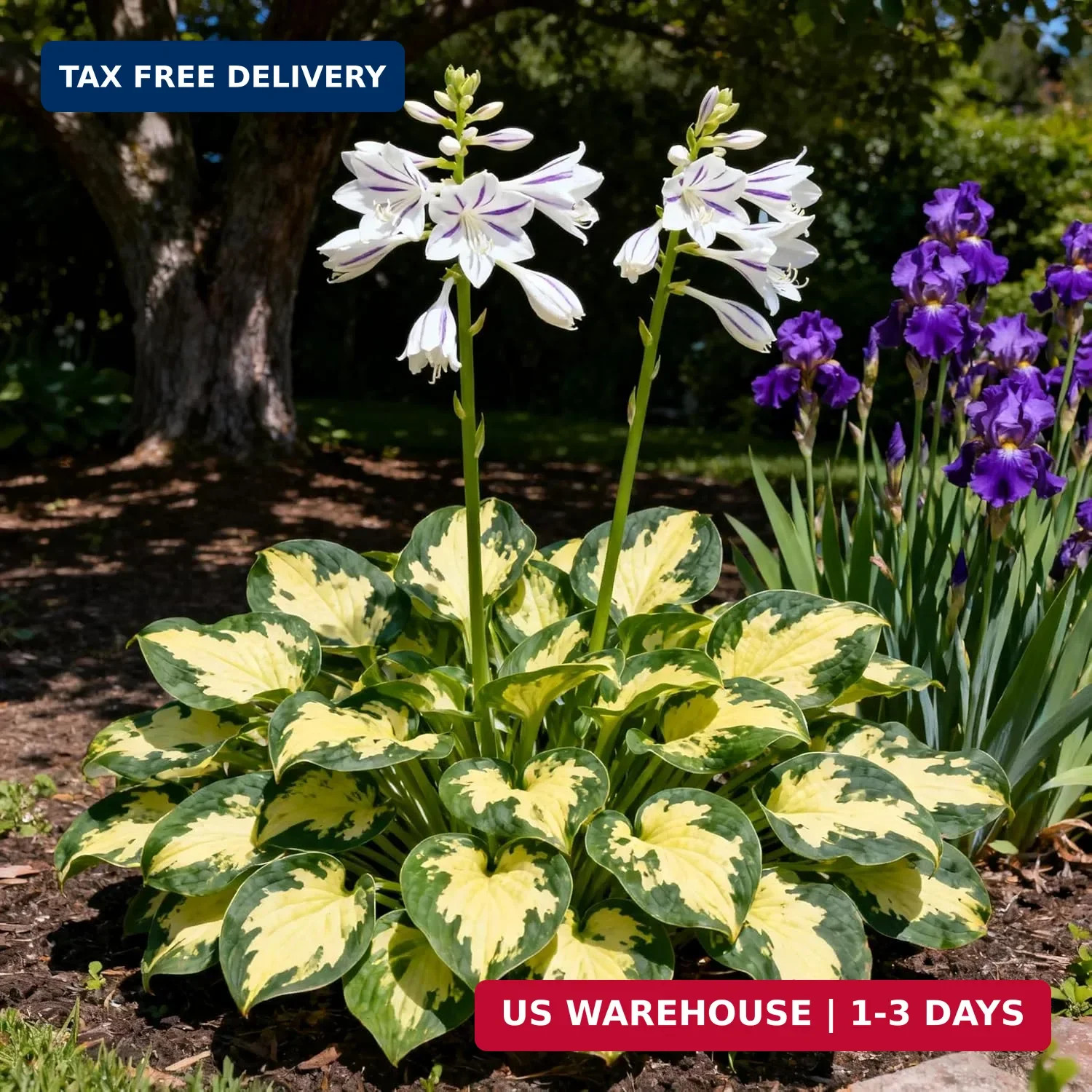 Hosta Seeds for Planting, 310+ Mixed Rare Hosta Seeds, Perennial Flower Palnts,