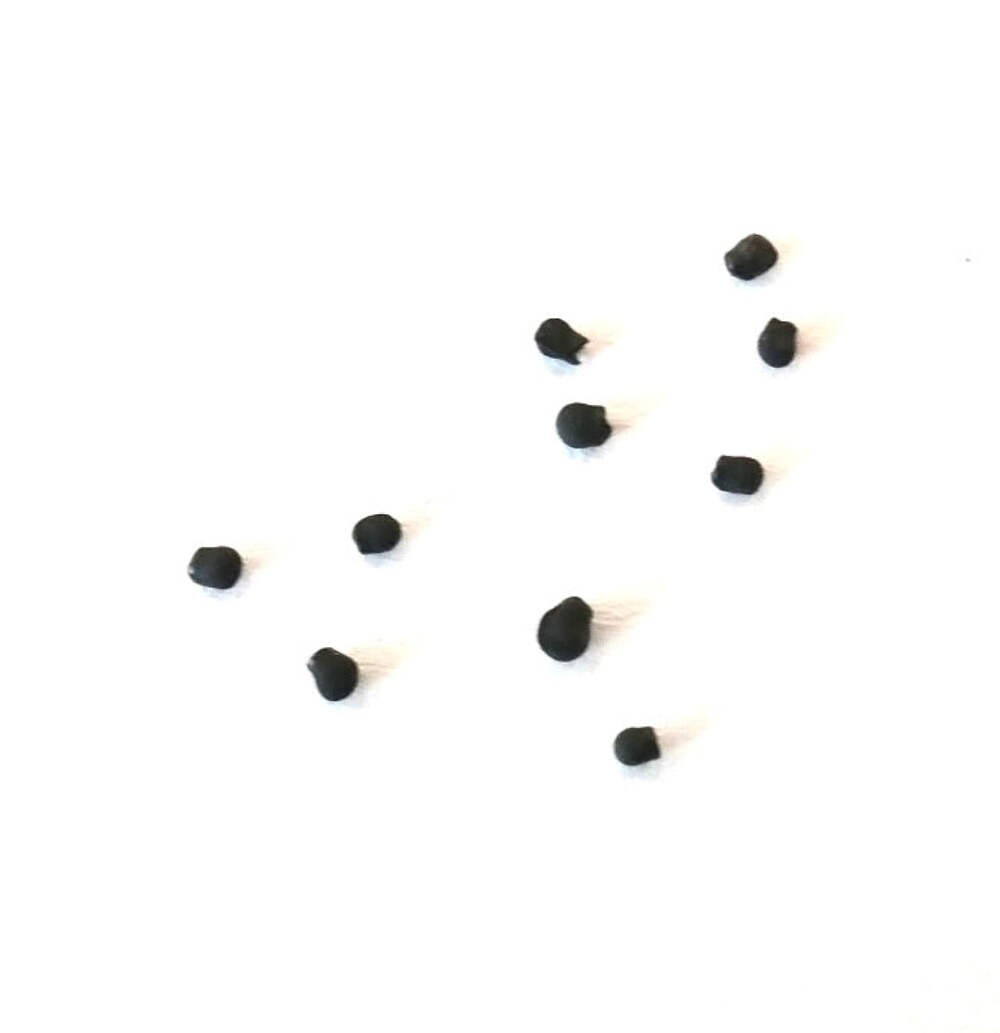 Pelecyphora valdeziana (Sierra Paila) 10 SEEDS – Peyote button | Peyote cactus
