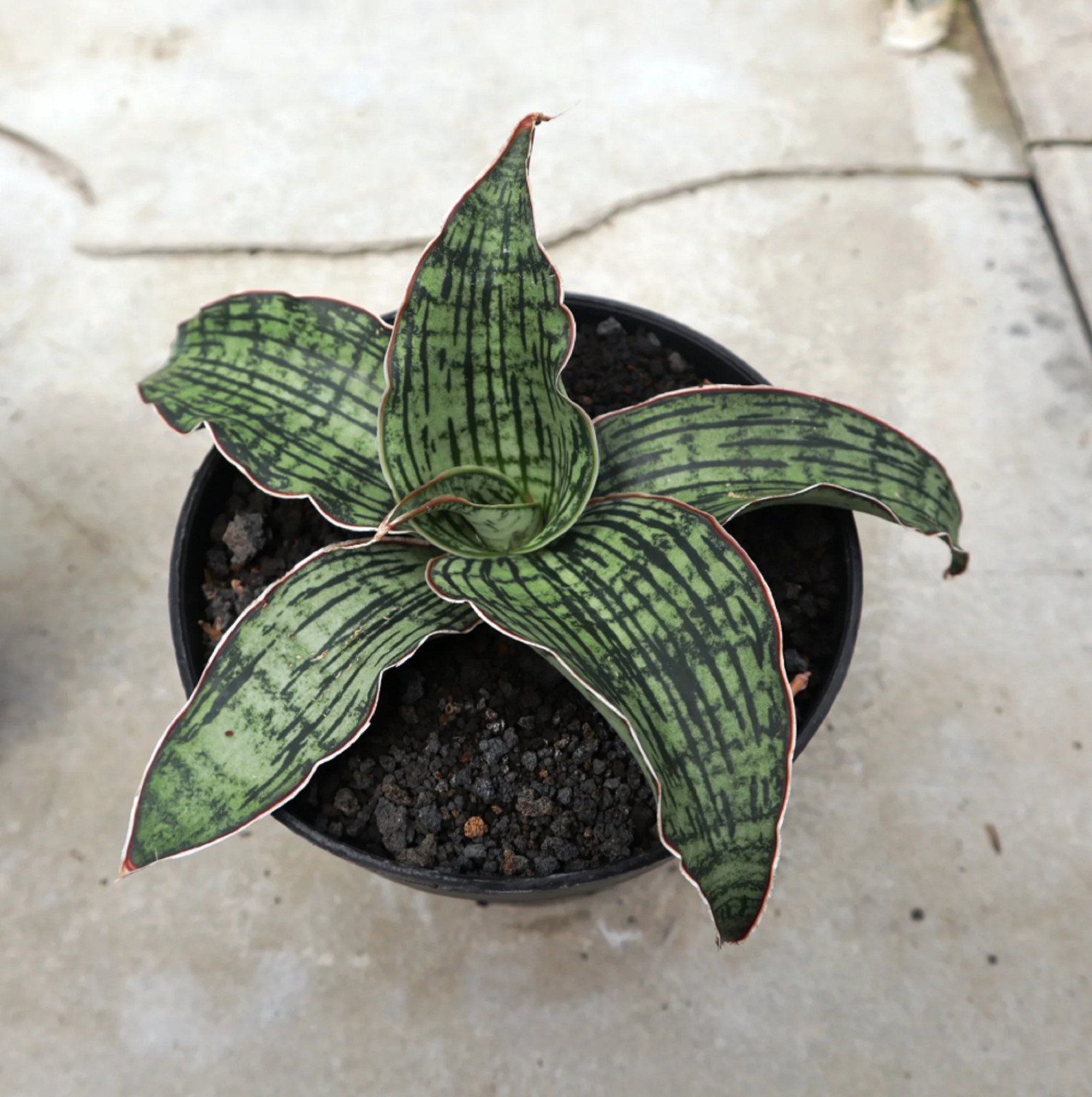 Sansevieria Cleopatra Big Size Rare Unique Snake Plant