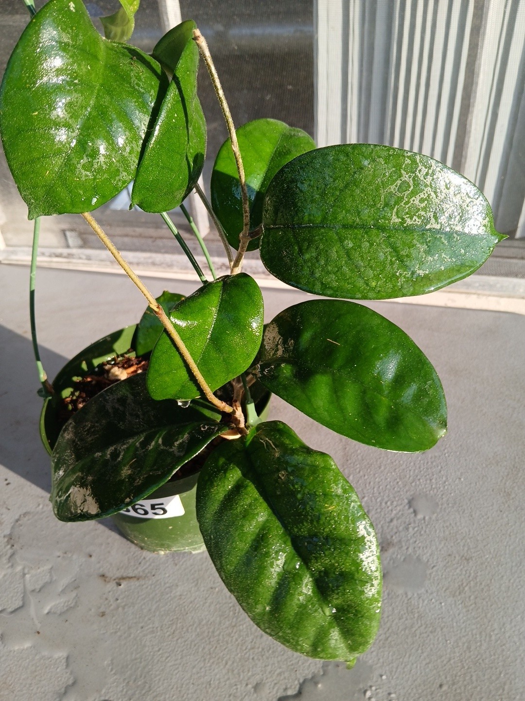 #865- HOYA FUNGI LIVE PLANT, LARGE LEAVES, LARGE PLANT,5″INCHES HANGER POT,