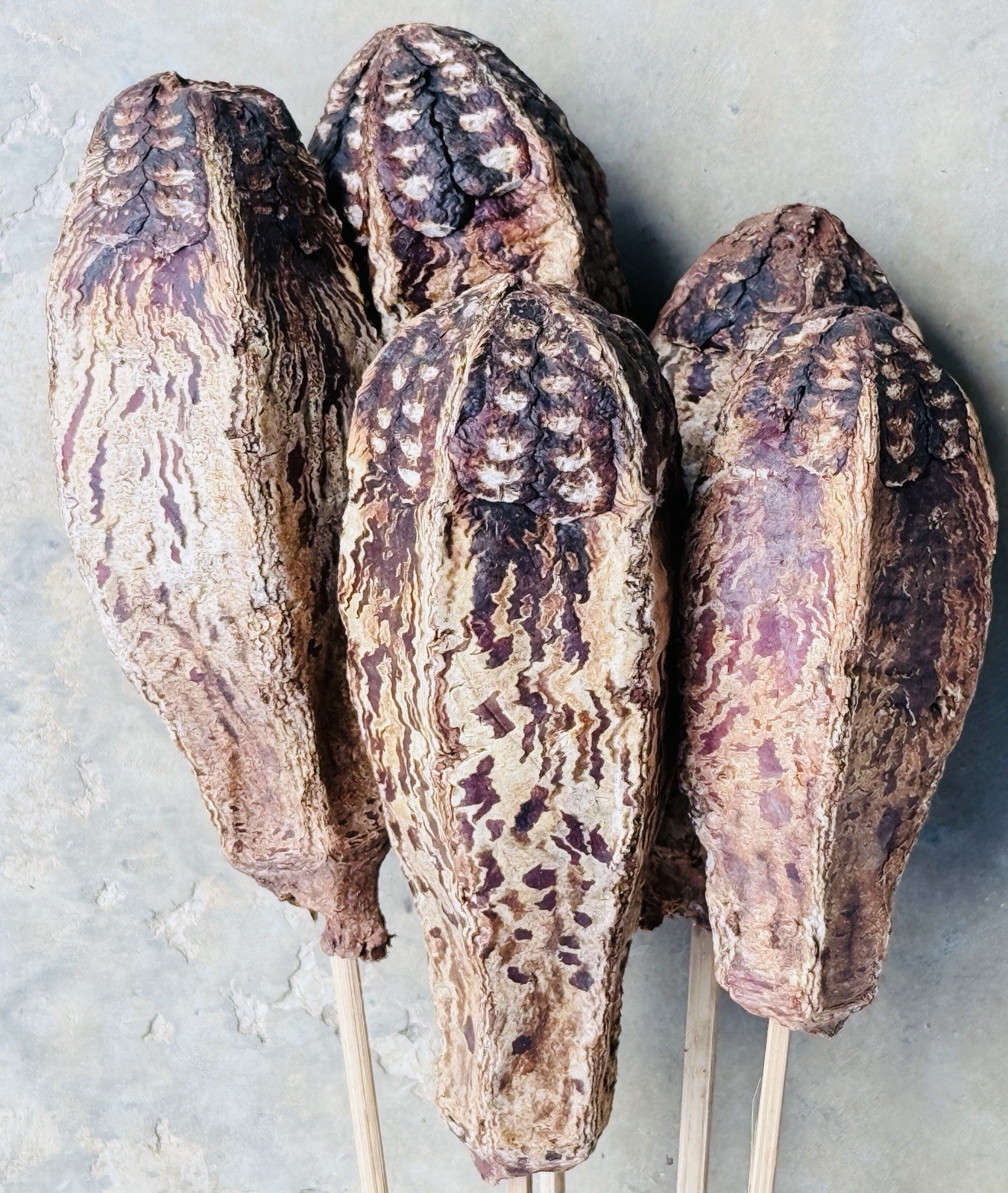 Dried Mahogany Pods On Wood Stick Stems (5 Pcs) 22.75” NWT