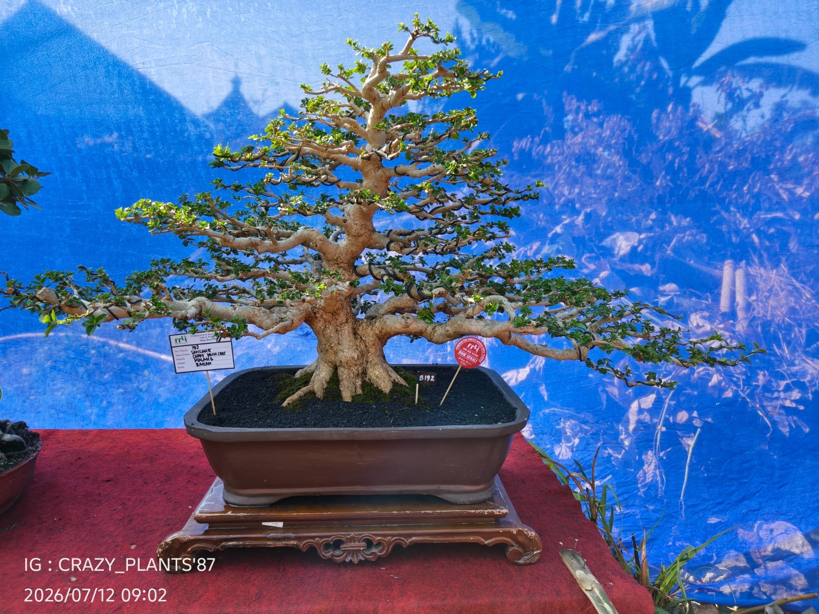 Premna Microphylla Bonsai Tree -Real- Large Size – For Bonsai Tree Collectors.