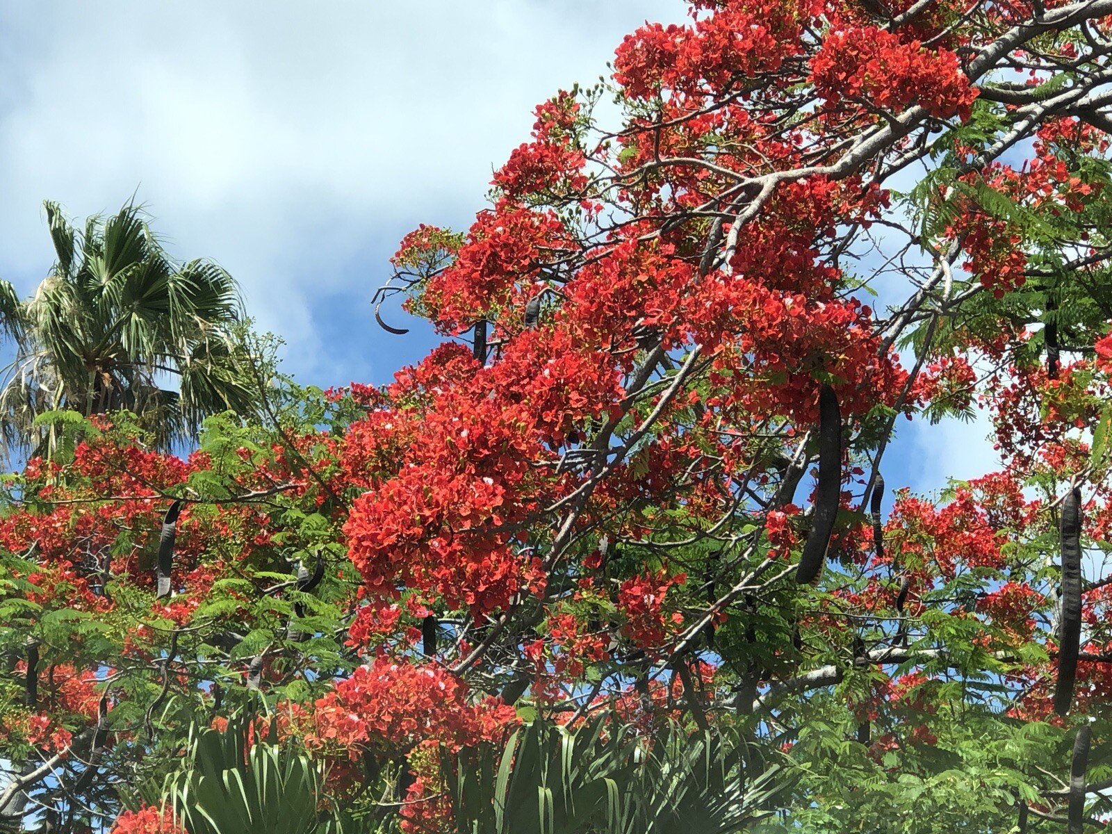 1pc Flame Tree pods 15” Organic Hawaii Bobs Art Dried Flowers Gifts