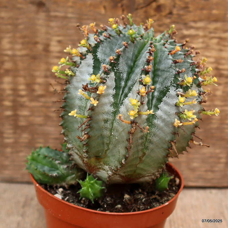 D3934 EUPHORBIA HORRIDA SNOWFLAKE pot8,5-H12-W9 cm MaMa Cactus