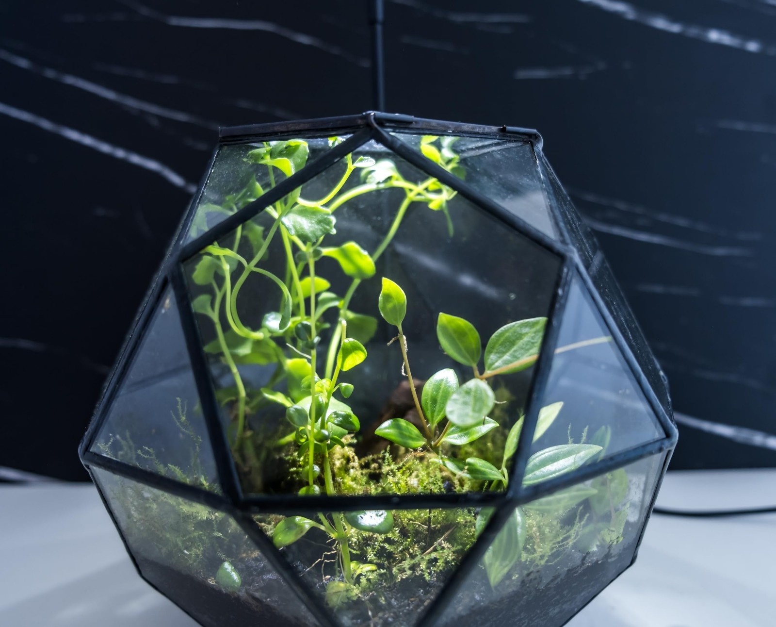 Clear Glass Terrarium with Door – Sphere Design Planter for Moss & Indoor Plants