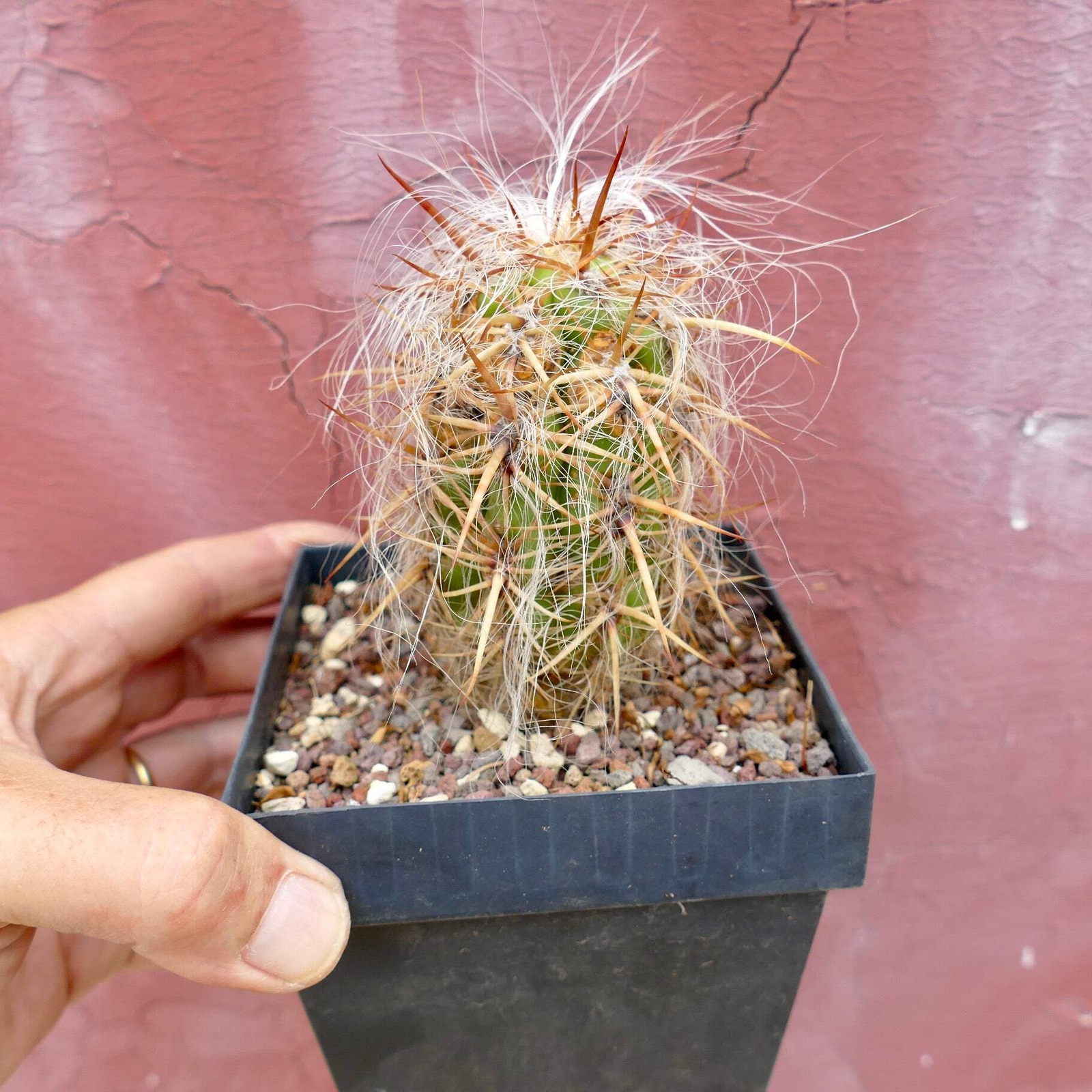 Oreocereus celsianus STRONG SPINES –