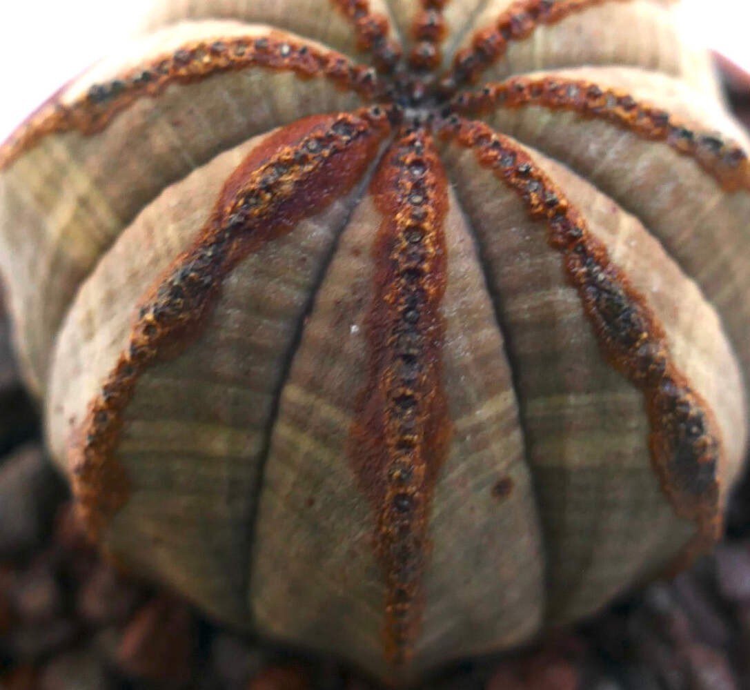 Euphorbia obesa BROWNISH BODY & BROWN LINES – Baseball plant | Basketball plant