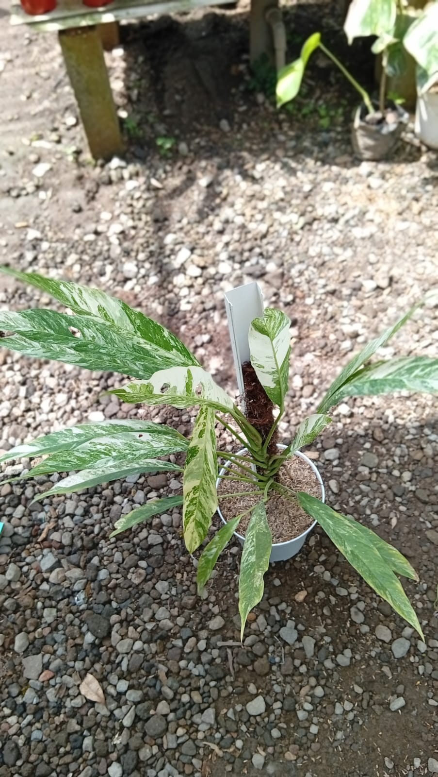 Real Picture Rhaphidophora Megasperma Variegated Medium Size