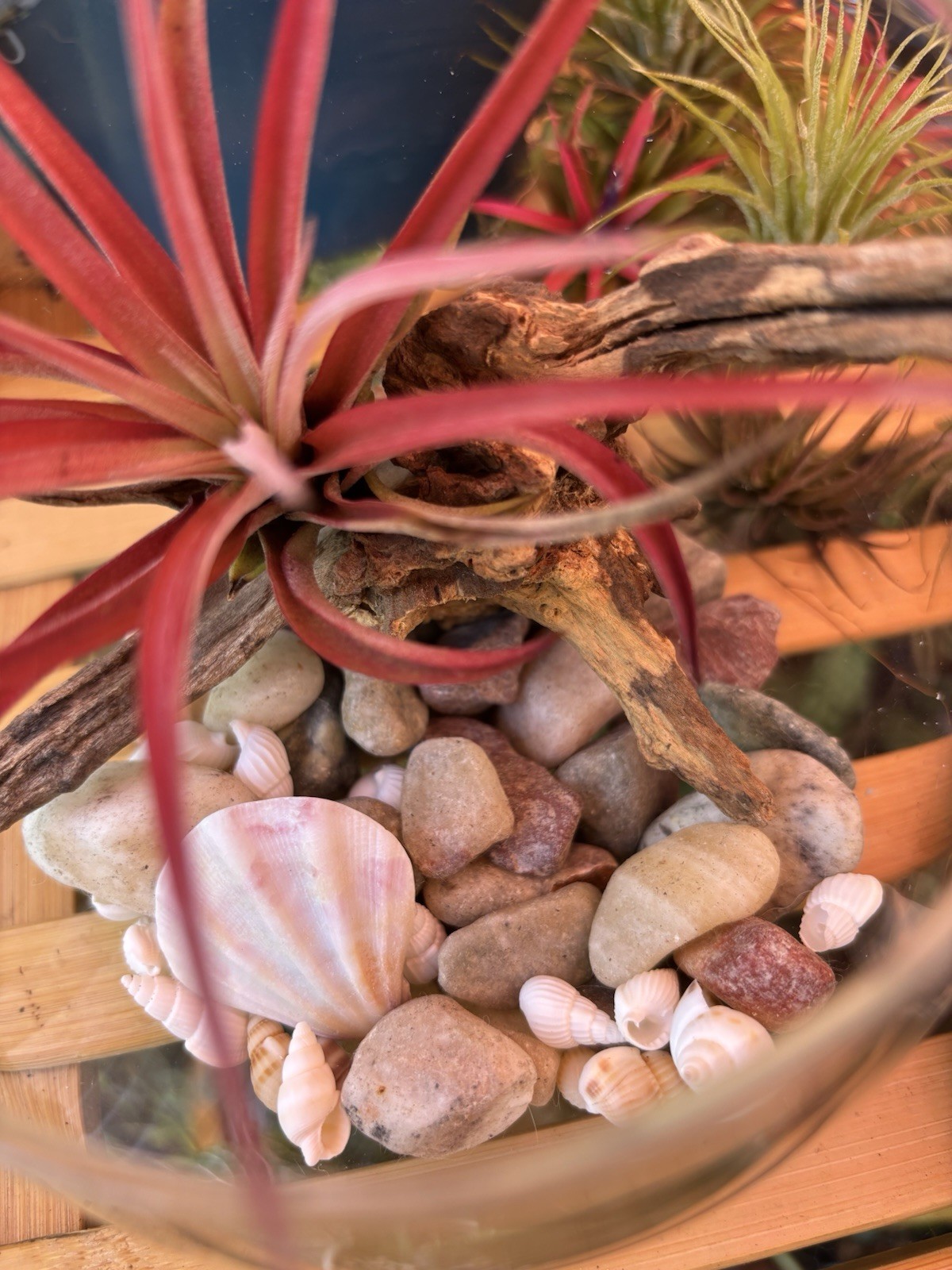 Open Glass Terrarium Kit w/ Driftwood, Stones, & Shells. No plants.