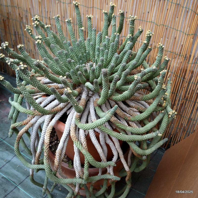 D1722 EUPHORBIA INERMIS VERY OLD BIG CAUDEX pot30-H80-W60 cm MaMa Cactus