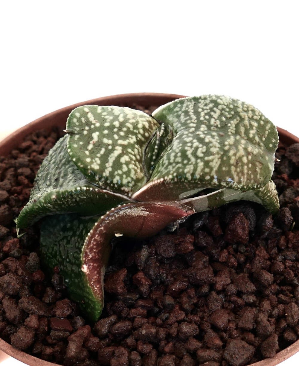 Gasteria armstrongii SUPER WHITE PEARL EX THAILAND – Armstrong’s gasteria | Cow