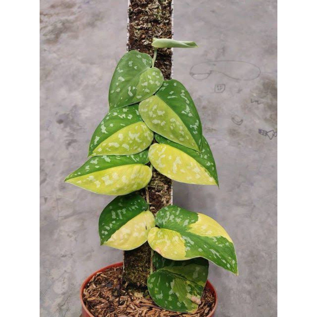 Scindapsus Sentarum, Rare Variegated, Real Picture, Aroid Houseplant