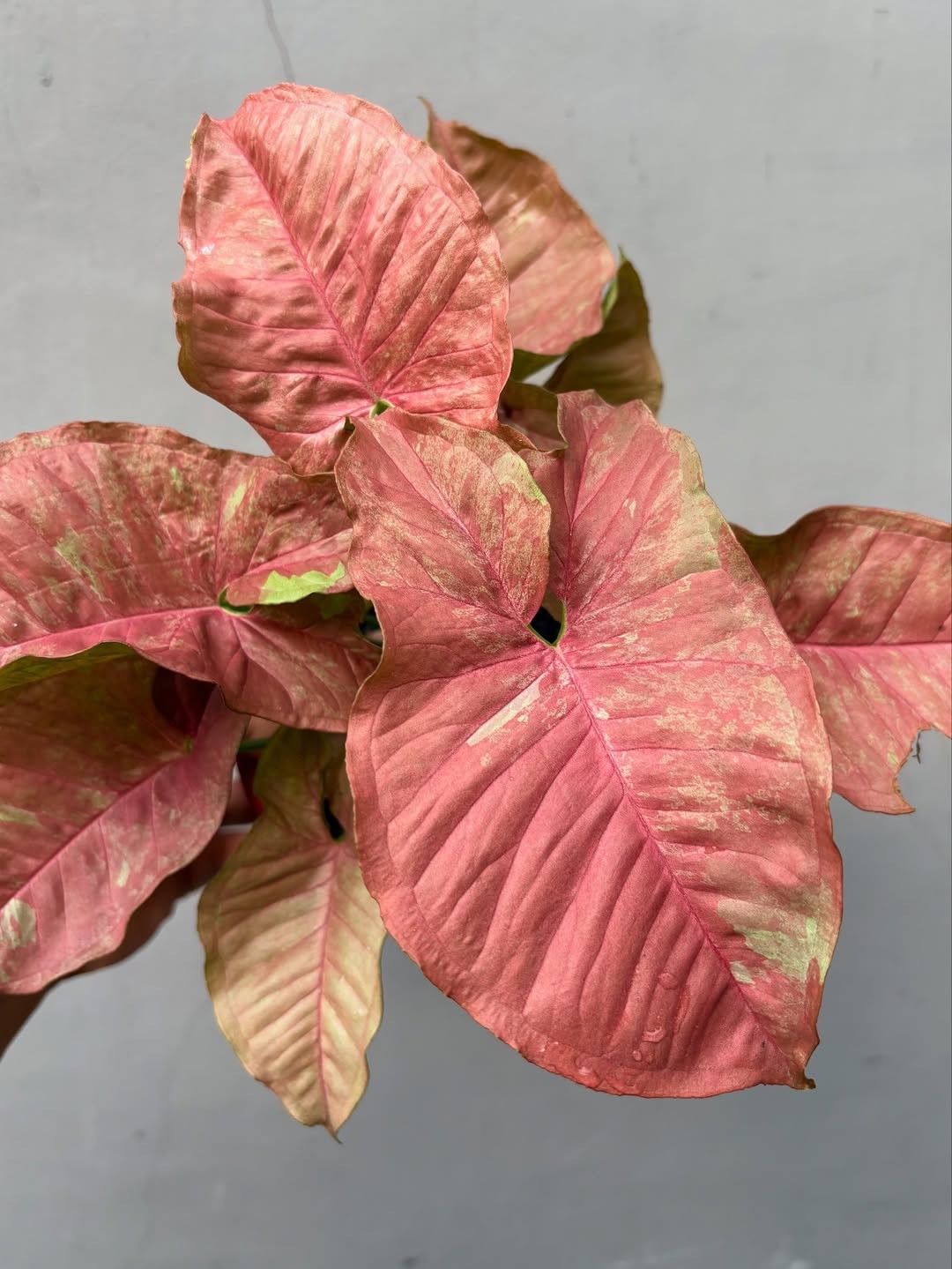 Syngonium Pink Venom Real Picture Large Size Free Phito