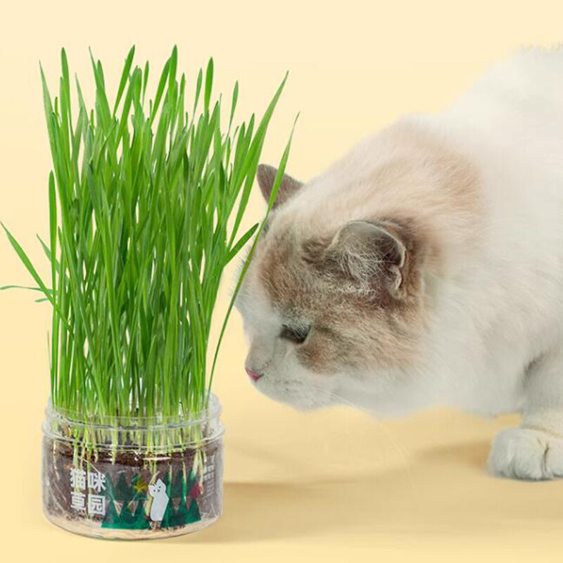 30g – Cat grass seeds – mixed cat grass oat, barley, rye & wheat seeds – 30g