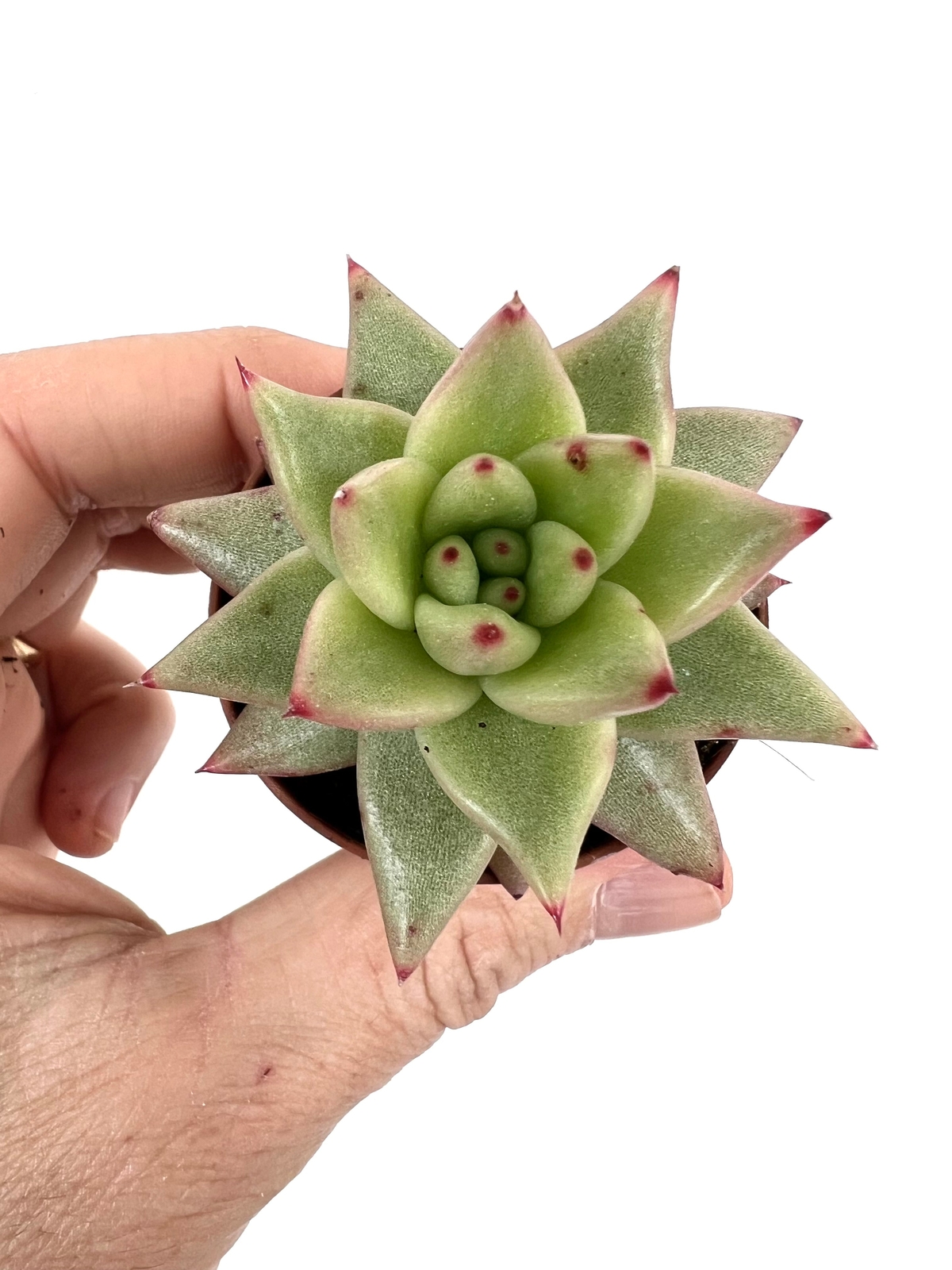 Echeveria agavoides –