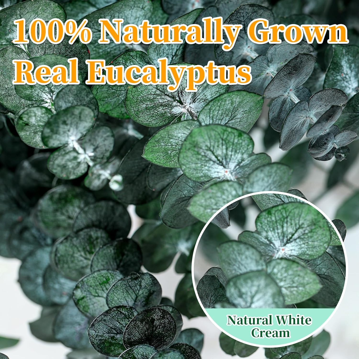 21 Pcs Real Dried Eucalyptus Stems, 17″ Natural Fresh Eucalyptus Branches for Sh