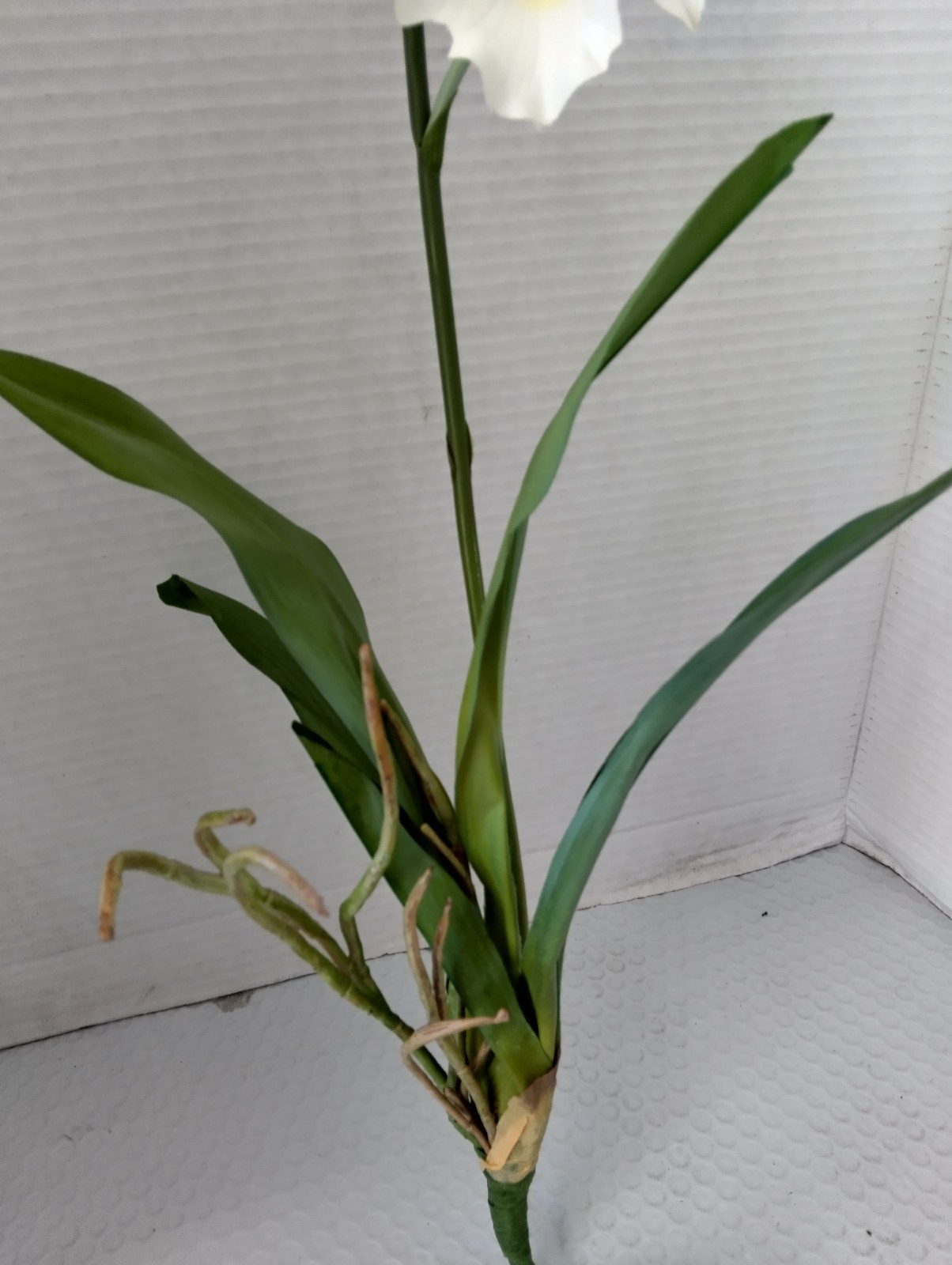 ARTIFICIAL miltoniopsis orchid plant