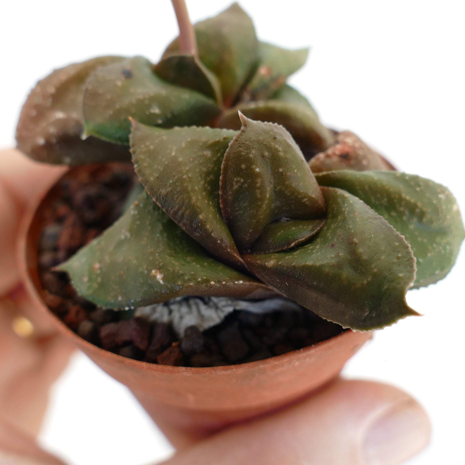 Gasteria armstrongii cv ‘ 森の矮人 ‘ – Armstrong’s gasteria | Ox tongue